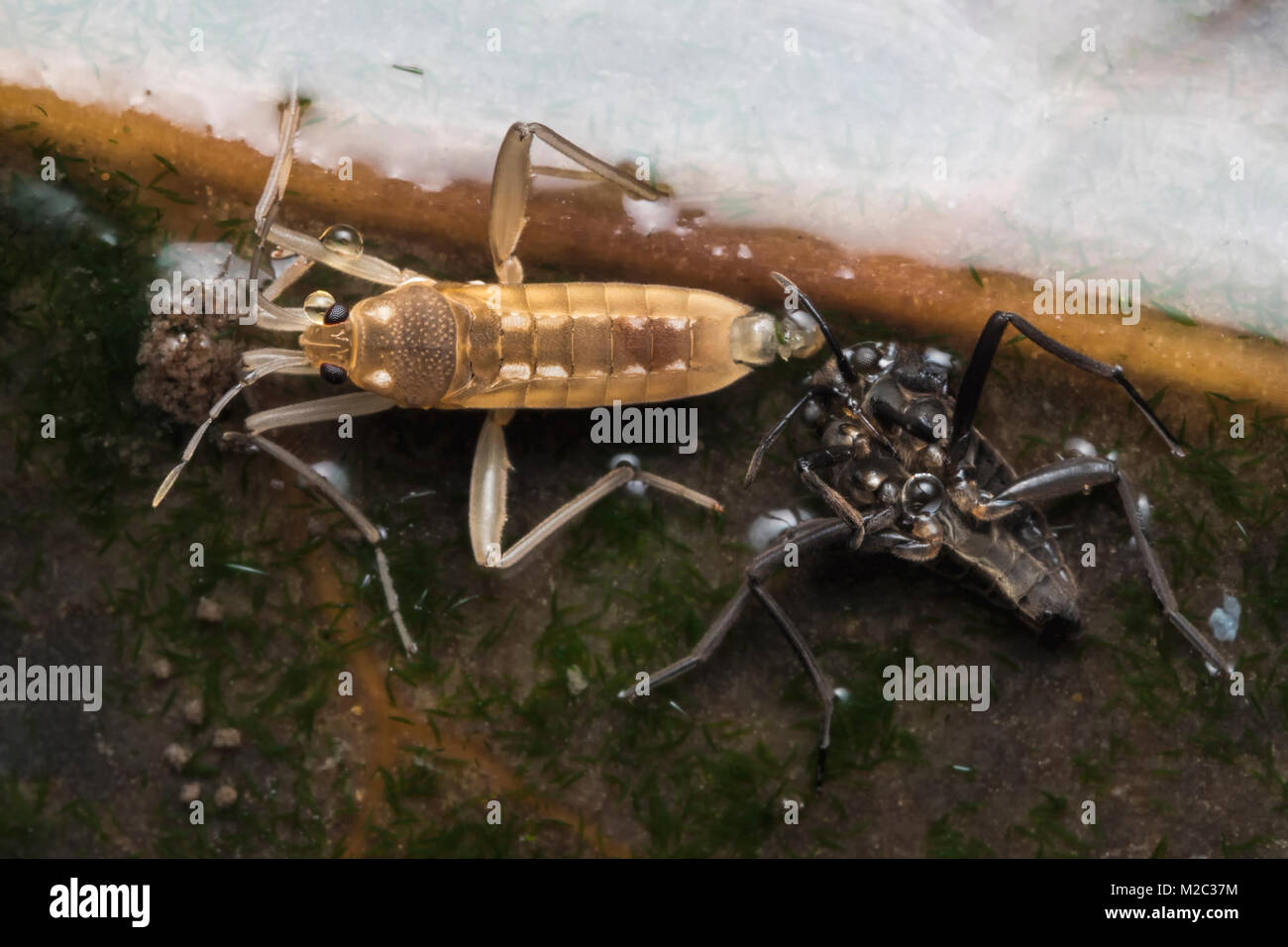 Water cricket hires stock photography and images Alamy