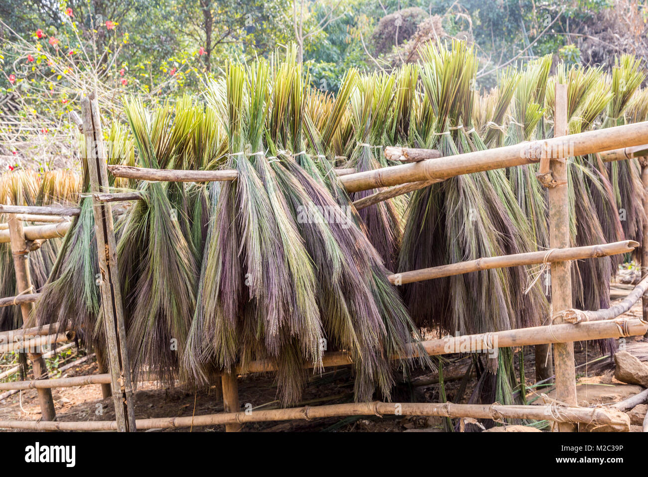 Drying grass in the sun to make traditional brooms, Meghalaya, India Stock Photo