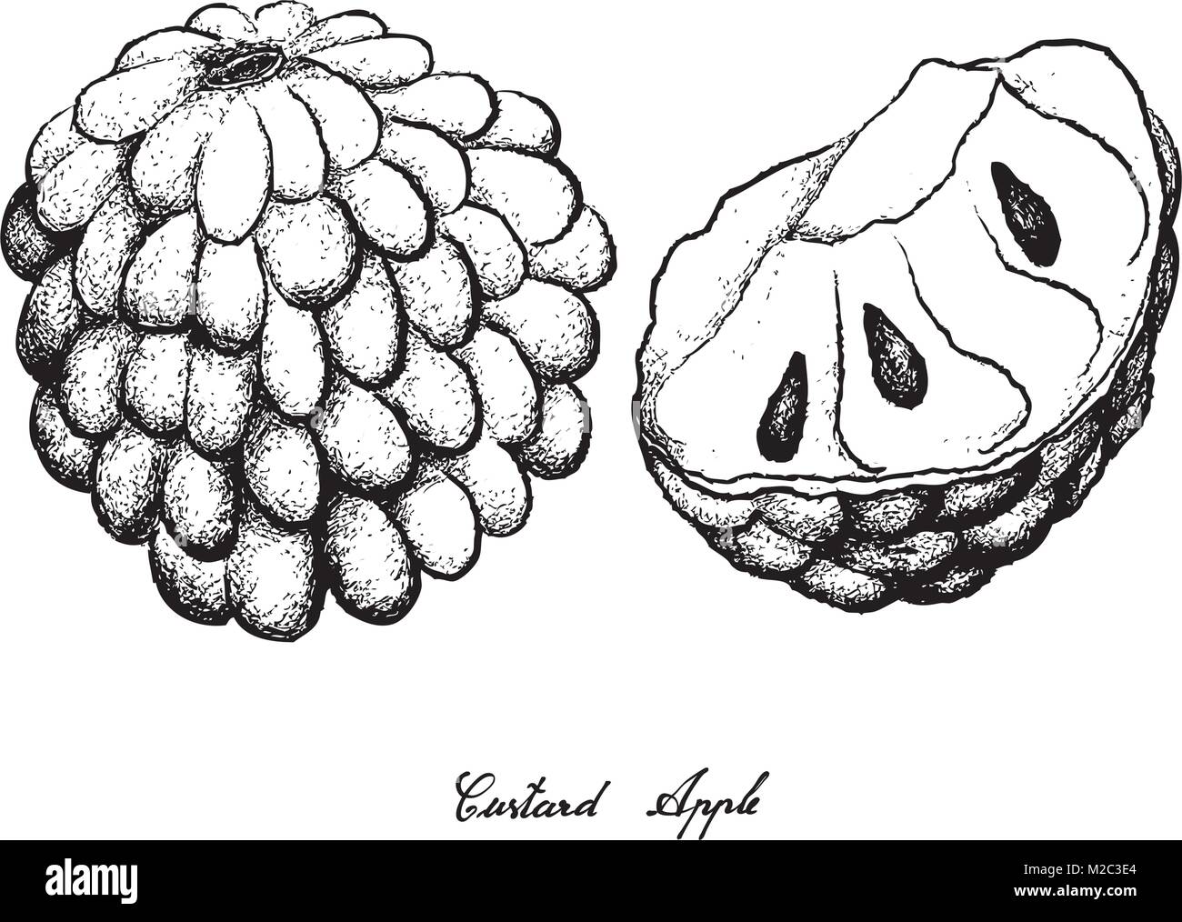 Tropical Fruit, Illustration Hand Drawn Sketch of Custard Apple and Annona Reticulata Fruit Isolated on White Background. Stock Vector