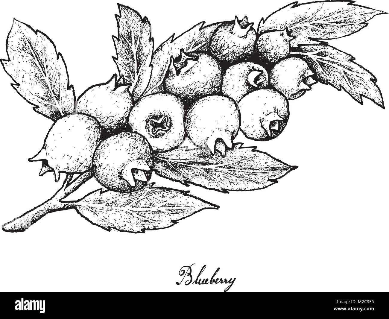 Blueberry Sketch Stock Illustrations  6857 Blueberry Sketch Stock  Illustrations Vectors  Clipart  Dreamstime