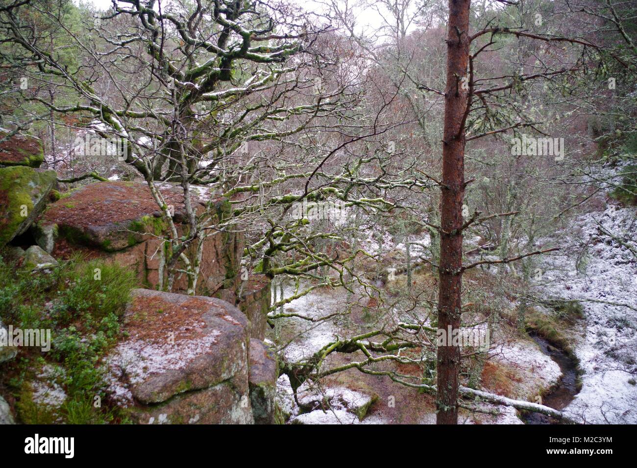 Old Gnarled Oak Tree Growing on a Granite Cliff in a Highland River