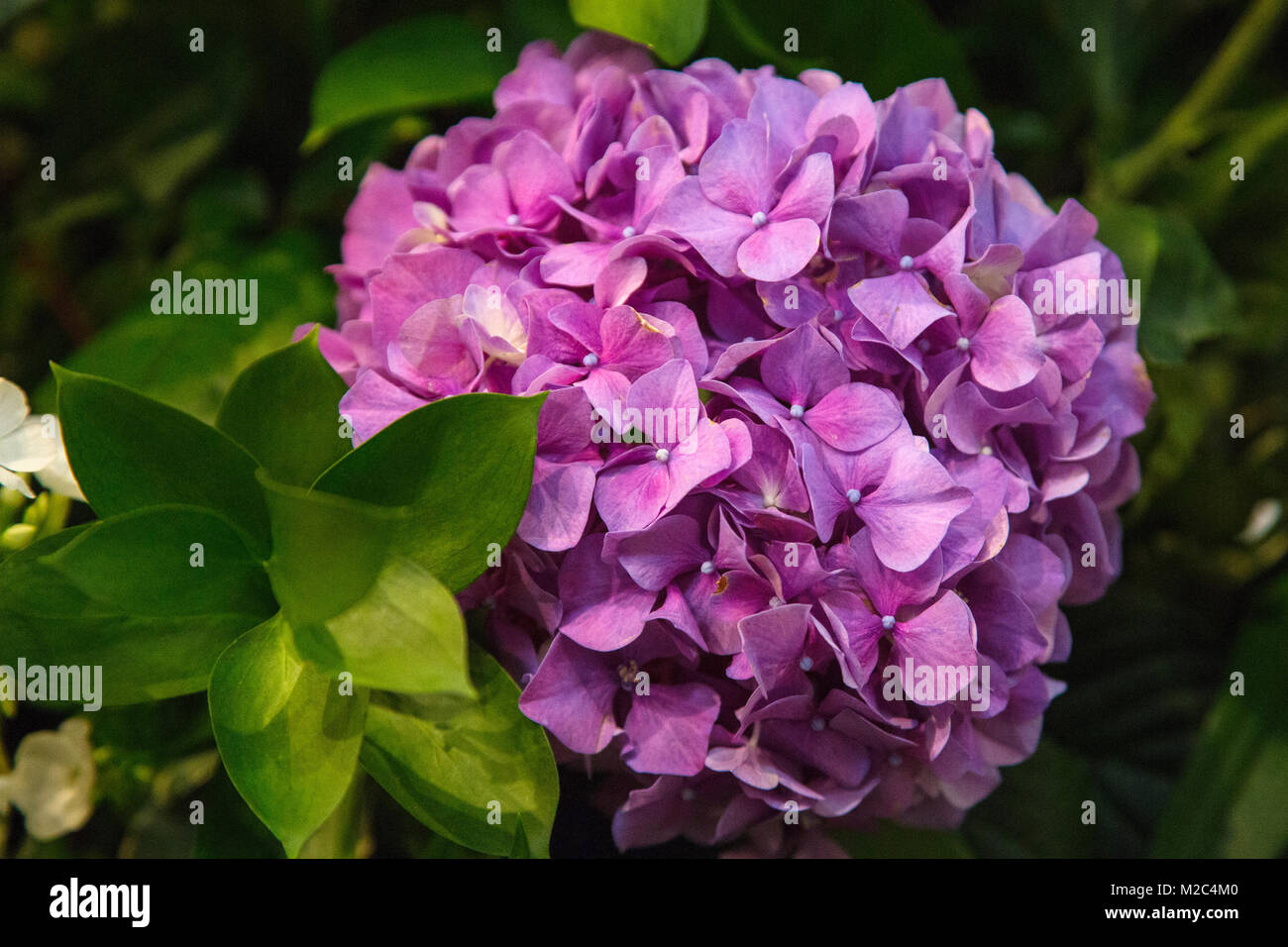 Pink and purple hydrangea in bloom, close-up Stock Photo