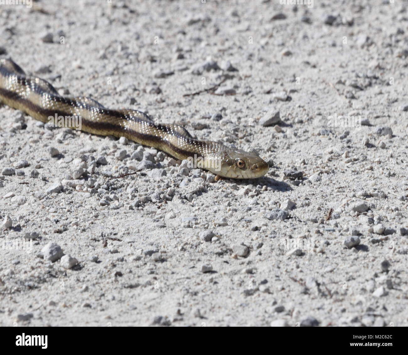 Closeup of Florida rat snake Stock Photo