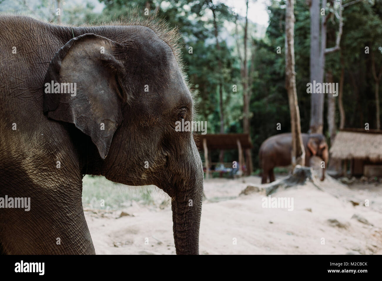 Profile view of a young elephant in Chiang Mai, Thailand Stock Photo