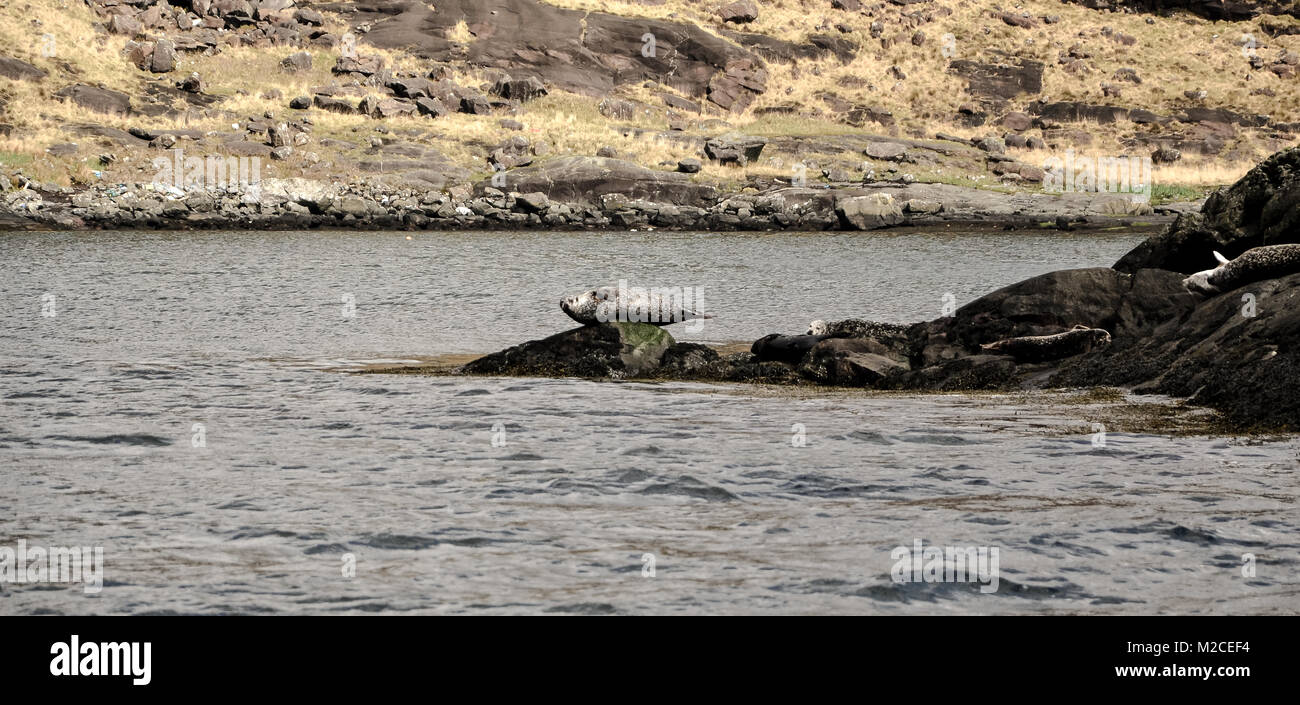 Red Rocks Seals Red rocks reserve new zealand hi-res stock photography and images - Alamy
