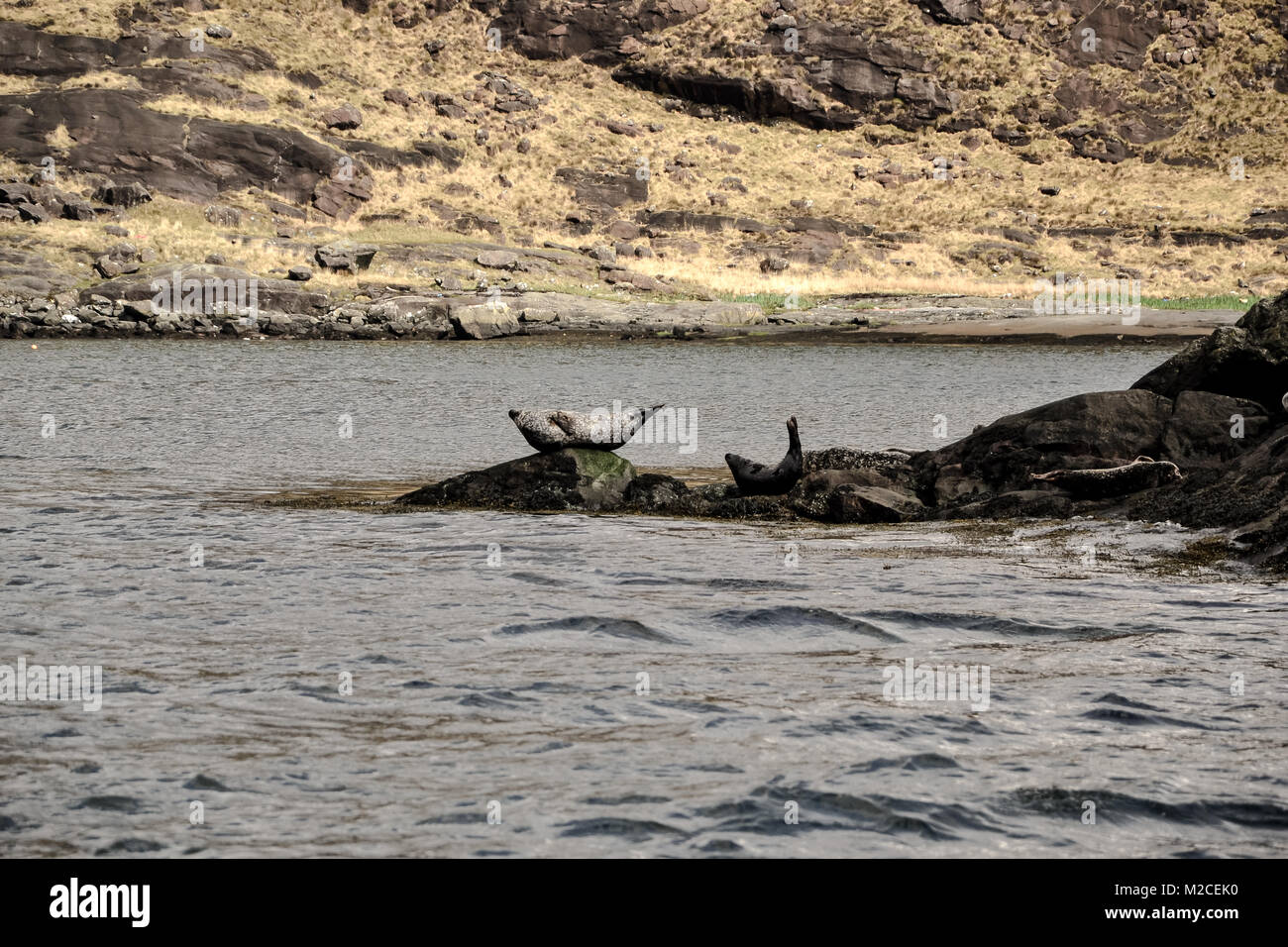 Red Rocks Seals Red rocks reserve new zealand hi-res stock photography and images - Alamy