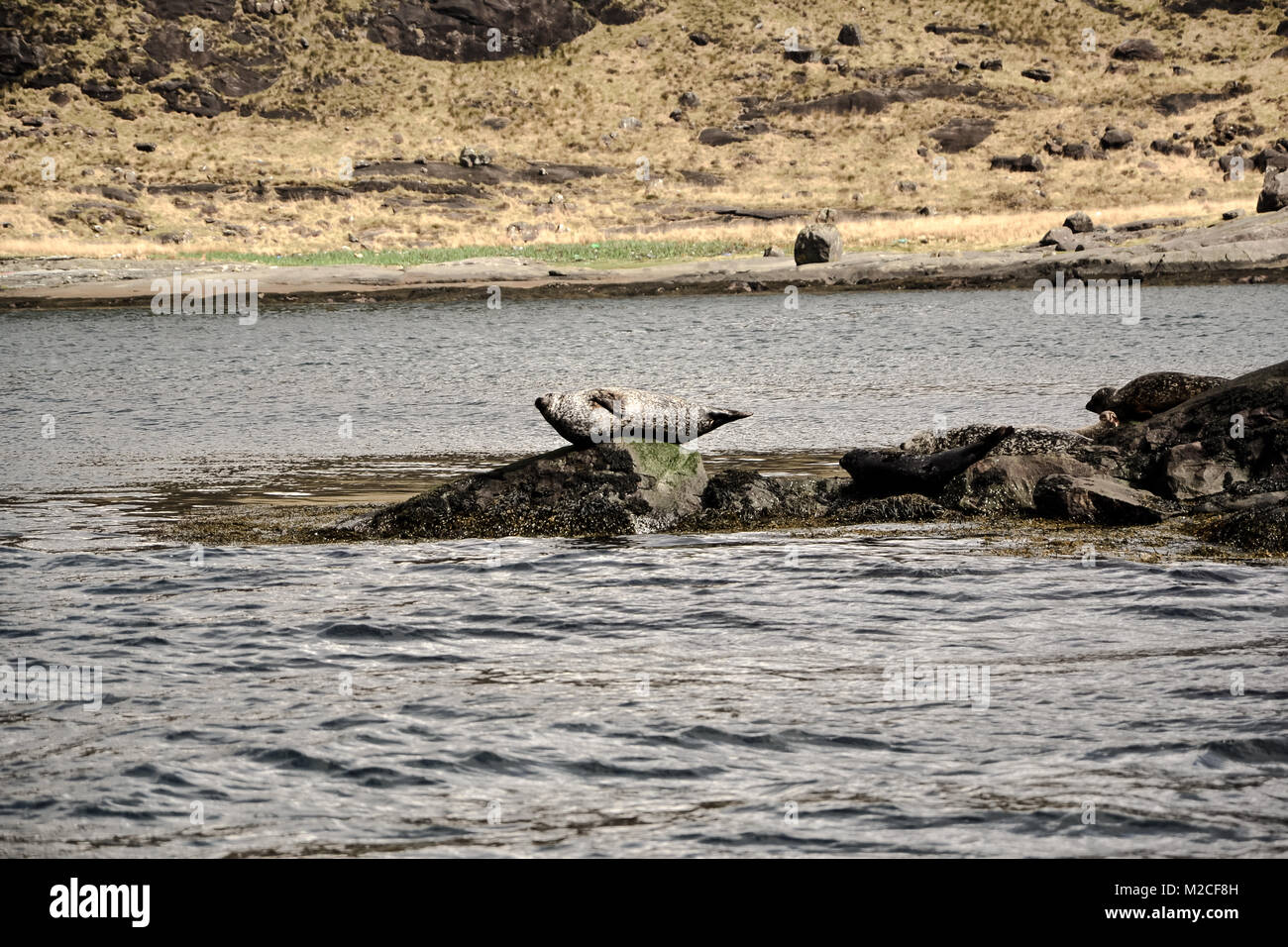 Red Rocks Seals Red rocks reserve new zealand hi-res stock photography and images - Alamy