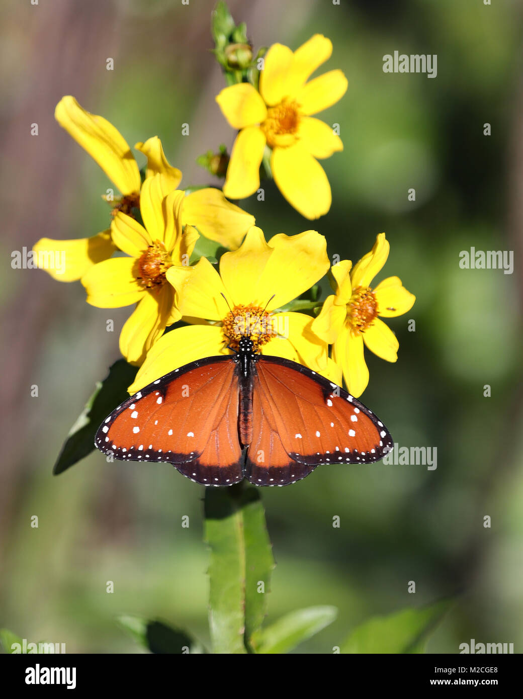 Yellow flowers attract the attention of a Queen butterfly at Paynes Prairie Preserve state park in Gainesville, Florida Stock Photo