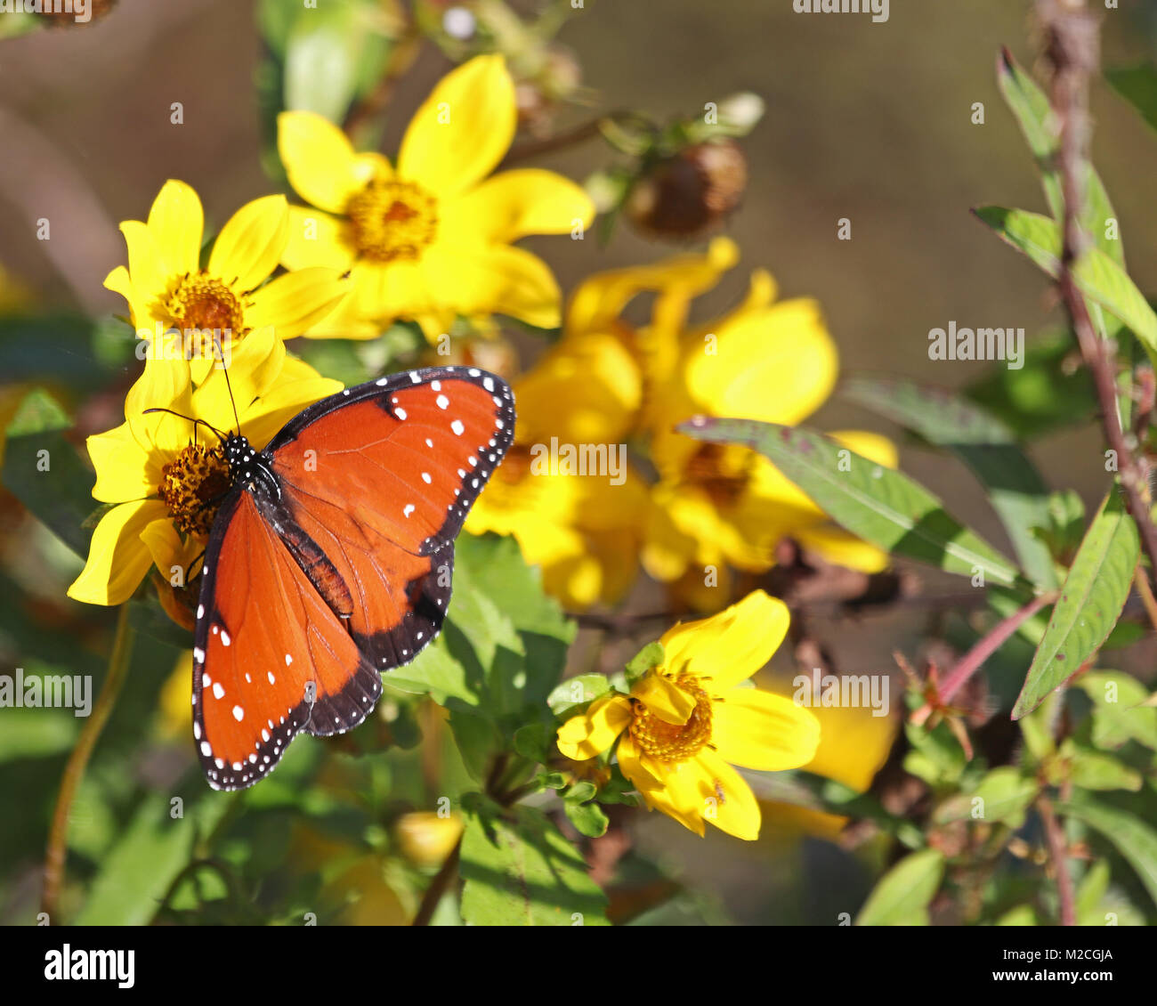 Queen butterfly (Danaus gilippus) in Florida wintertime Stock Photo
