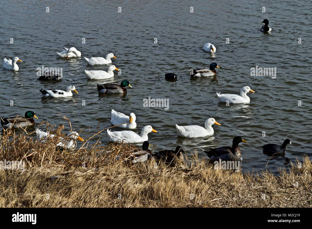 Tame Ducks, Mallards, and Coots begging for bread, Lindsey Park, Canyon, Texas Stock Photo