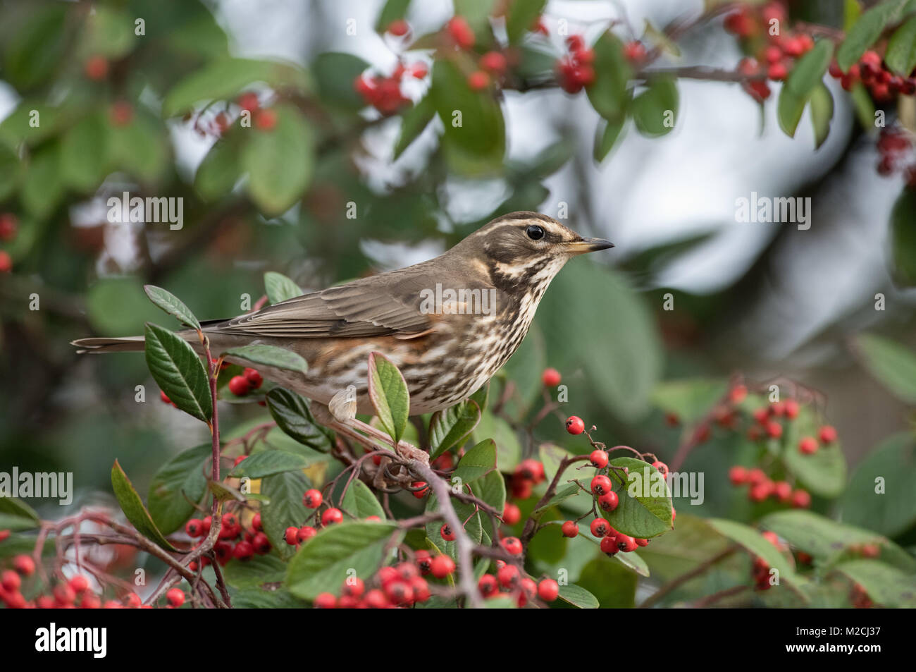 Redwing-Turdus iliacus perches  on Cotoneaster Berries. Winter. Stock Photo