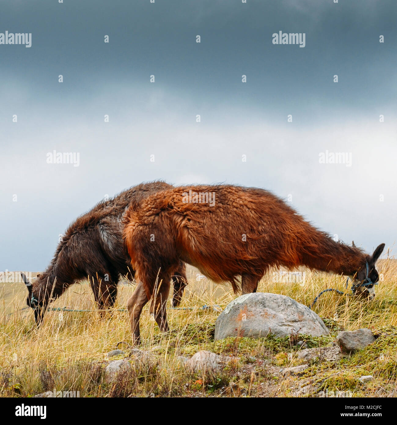 Llama is a domesticated South American camelid, widely used as a meat and pack animal by Andean cultures since the Pre-Columbian era Stock Photo