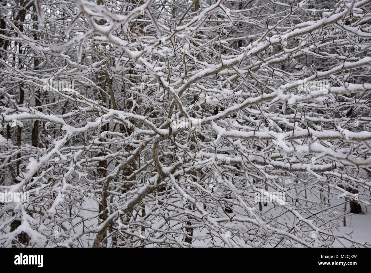 Snow covered branches Stock Photo Alamy