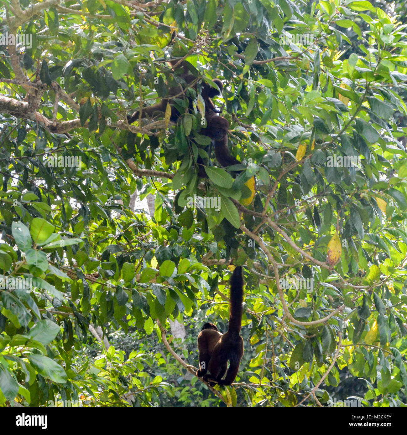 New world monkeys hi-res stock photography and images - Alamy