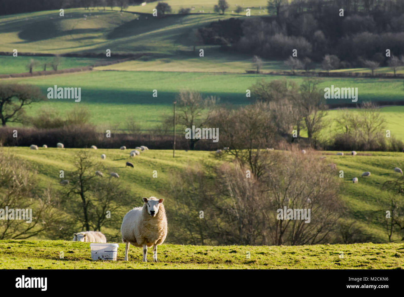 a sheep standing in a field with rolling countryside in the background Stock Photo