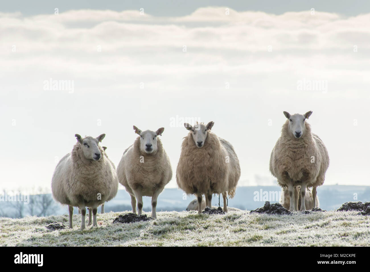 Pregnant ewes hi res stock photography and images Alamy