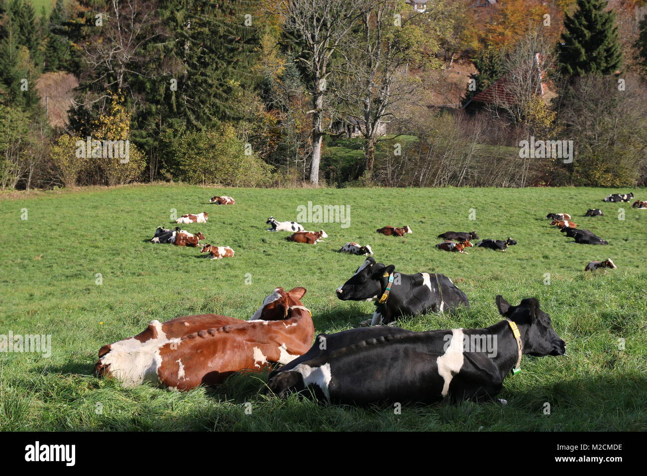Mittagspause: Diese Kühe genießen die letzten wärmenden Sonnenstrahlen und laben sich auf einer Wiese bei Hinterzarten Stock Photo