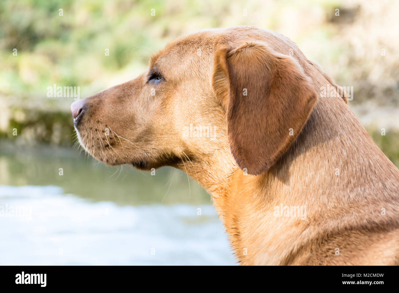 Labrador Side View High Resolution Stock Photography And Images Alamy
