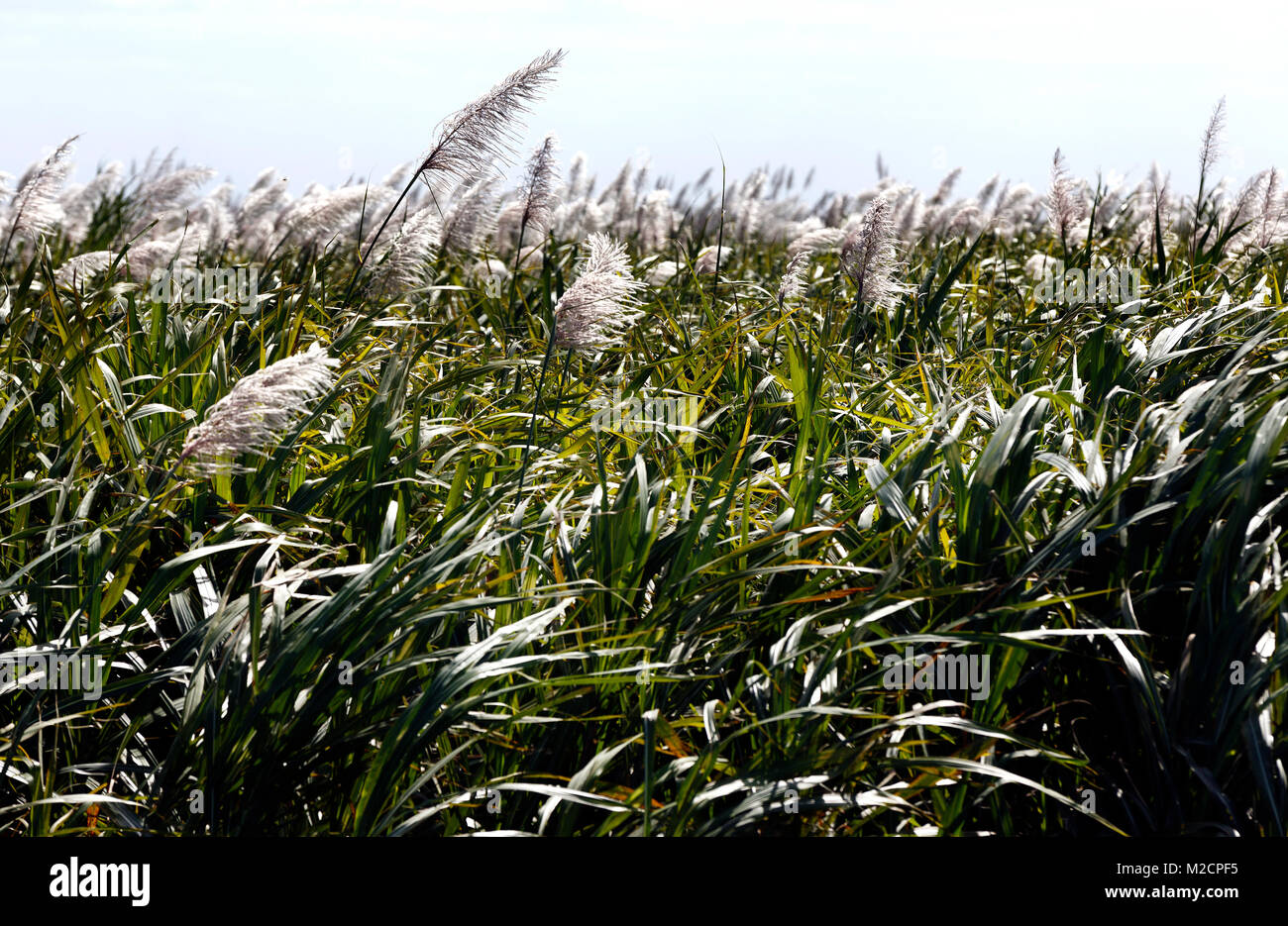 Sugar cane field, Florida Everglades Stock Photo Alamy