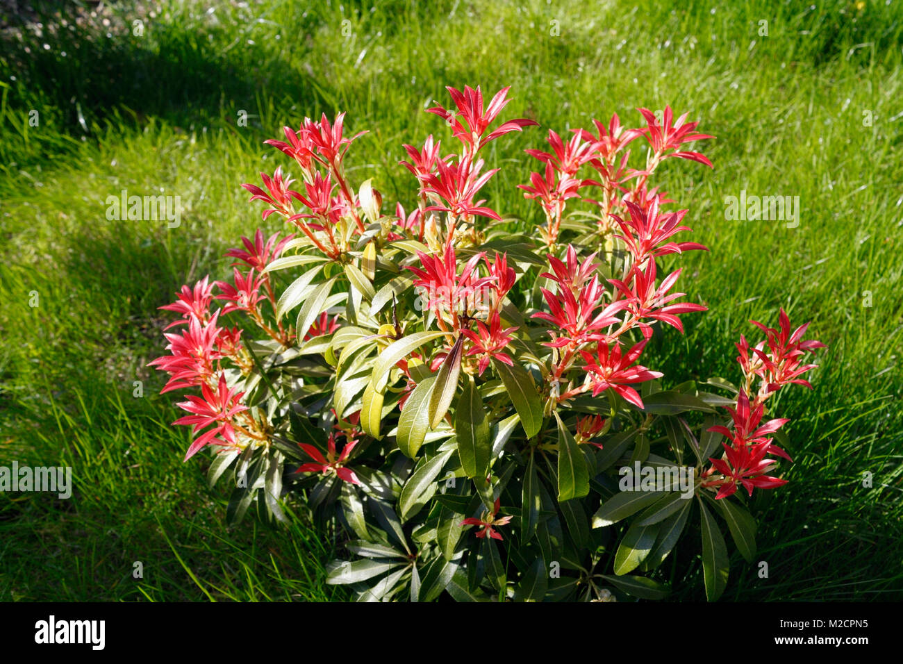 Pieris Japonica an evergreen shrub with decorative red leaves Stock Photo
