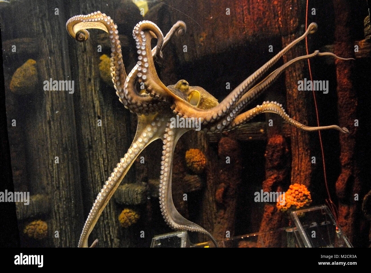 Aktion zur FussballWeltmeisterschaft Das Sea Life Hannover