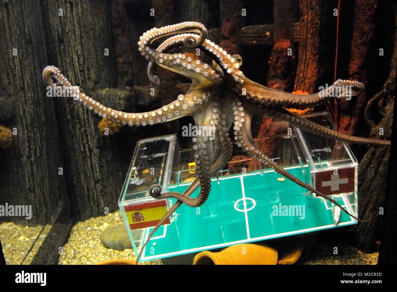 Aktion zur FussballWeltmeisterschaft Das Sea Life Hannover