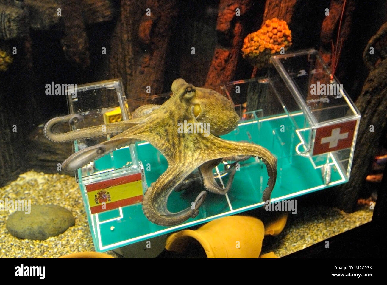 Aktion zur FussballWeltmeisterschaft Das Sea Life Hannover