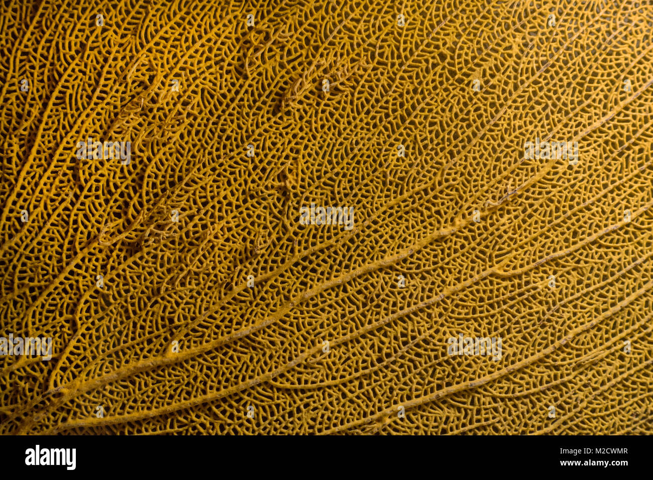 Fairbanks museum and Planetarium St Johnsbury VT Stock Photo