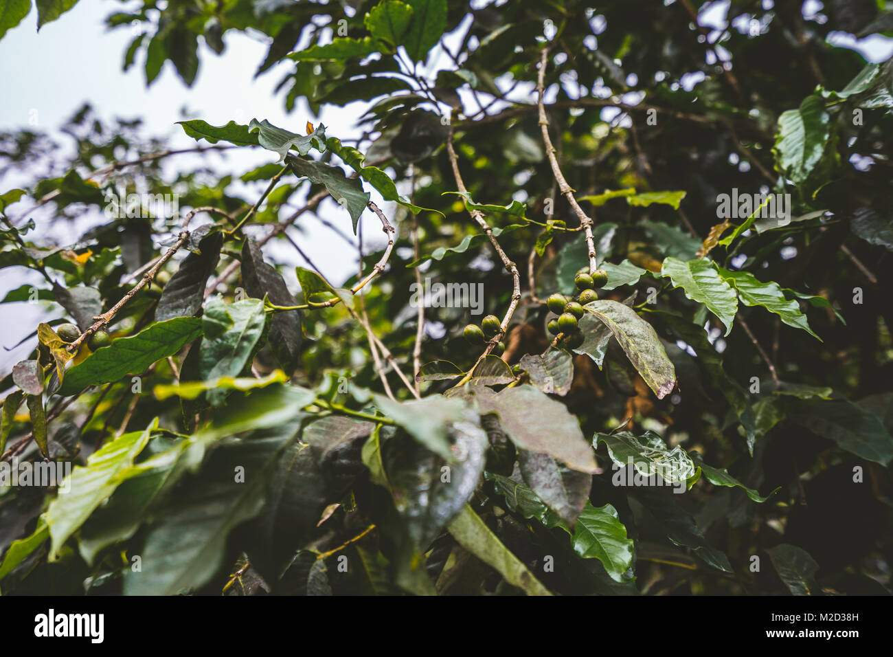 Cultivation of coffe on the island of Santo Antao, Cape Verde Stock Photo