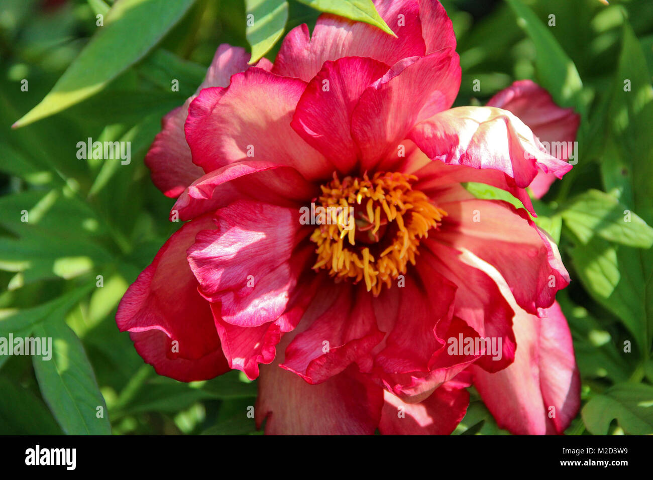 Peony  Big Flower Head Close-Up Beauty, Hybrid Julia Rose, Hillary Stock Photo