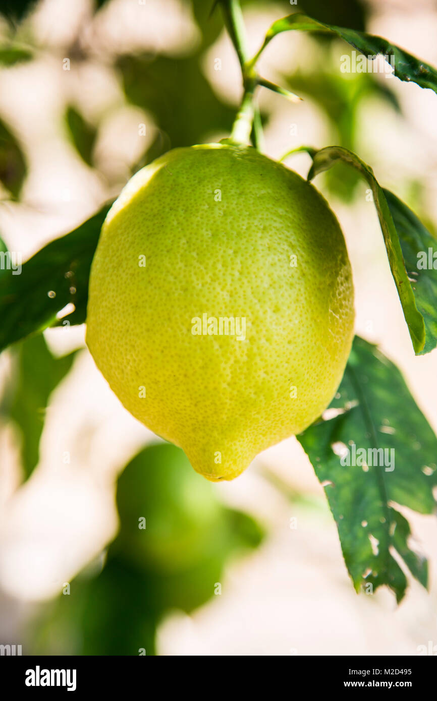 one green young big fresh unripe lemon grow on tree Stock Photo Alamy