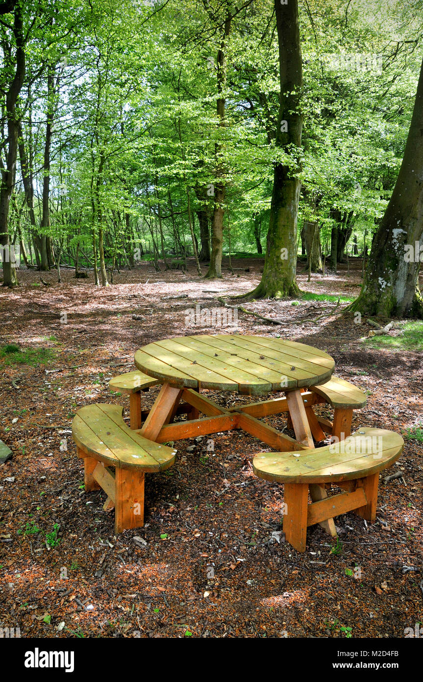 A rustic wooden picnic table and bench situated in a beech wood in summer. Stock Photo