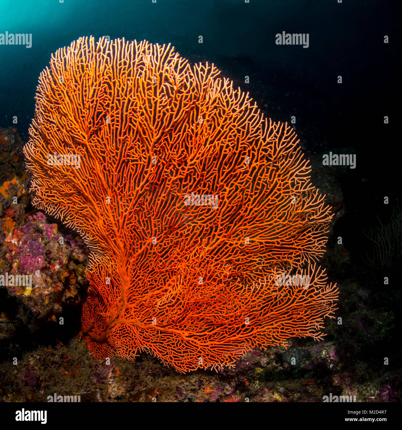 A sea fan growing on the reef Stock Photo - Alamy