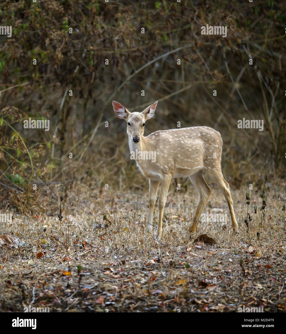 white spotted deer