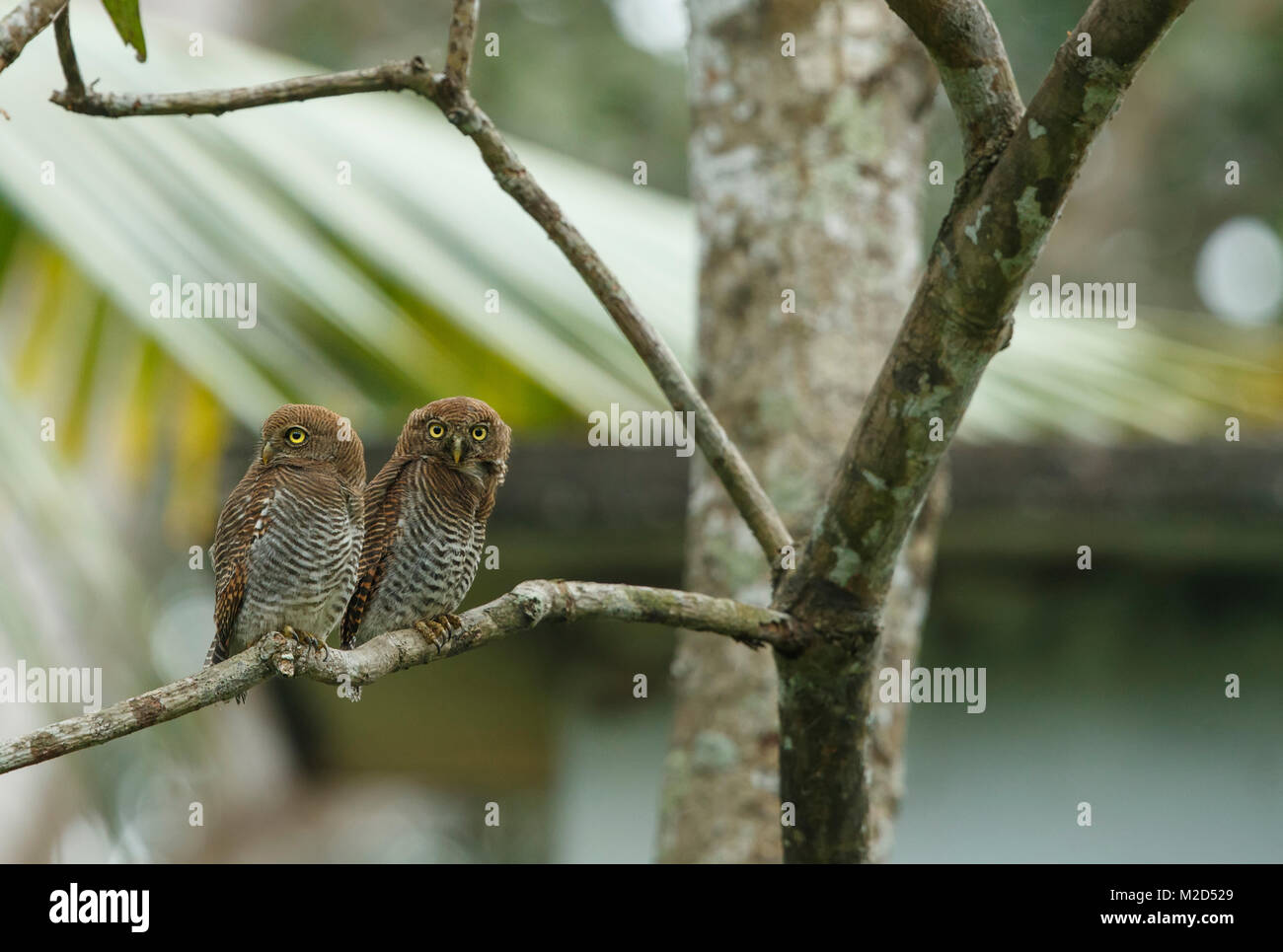 The forest owlet (Athene blewitti) is an owl that is endemic to the forests of central India. This bird is on the verge of extinction. Stock Photo