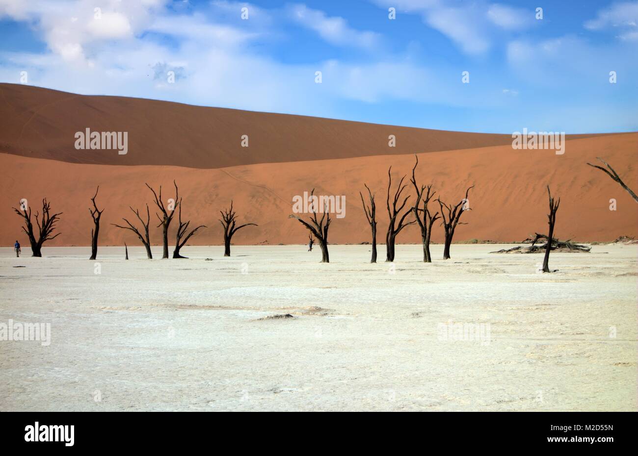 Skeleton trees at Deadvlei, Namibia Stock Photo