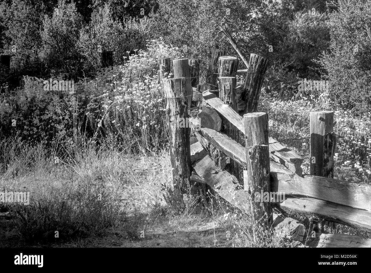 Black and white photo of old wood and barbed wire fencing in forest ...