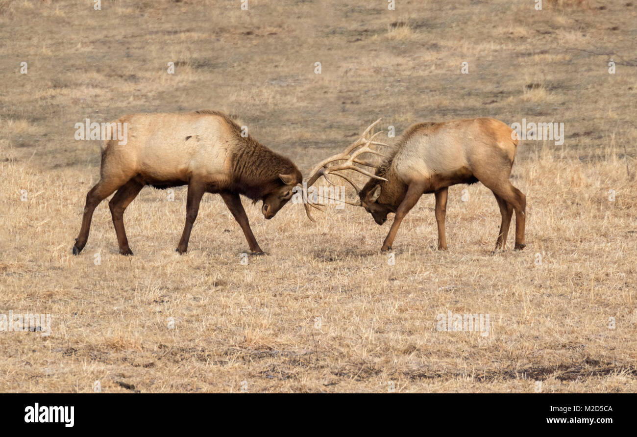 Elk Fighting Stock Photos & Elk Fighting Stock Images Alamy