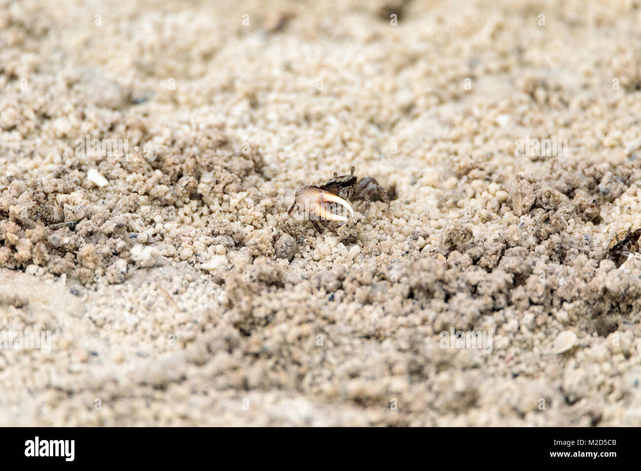 Fiddler crab Uca panacea comes out of its burrow in the marsh area before Tigertail Beach on Marco Island, Florida Stock Photo