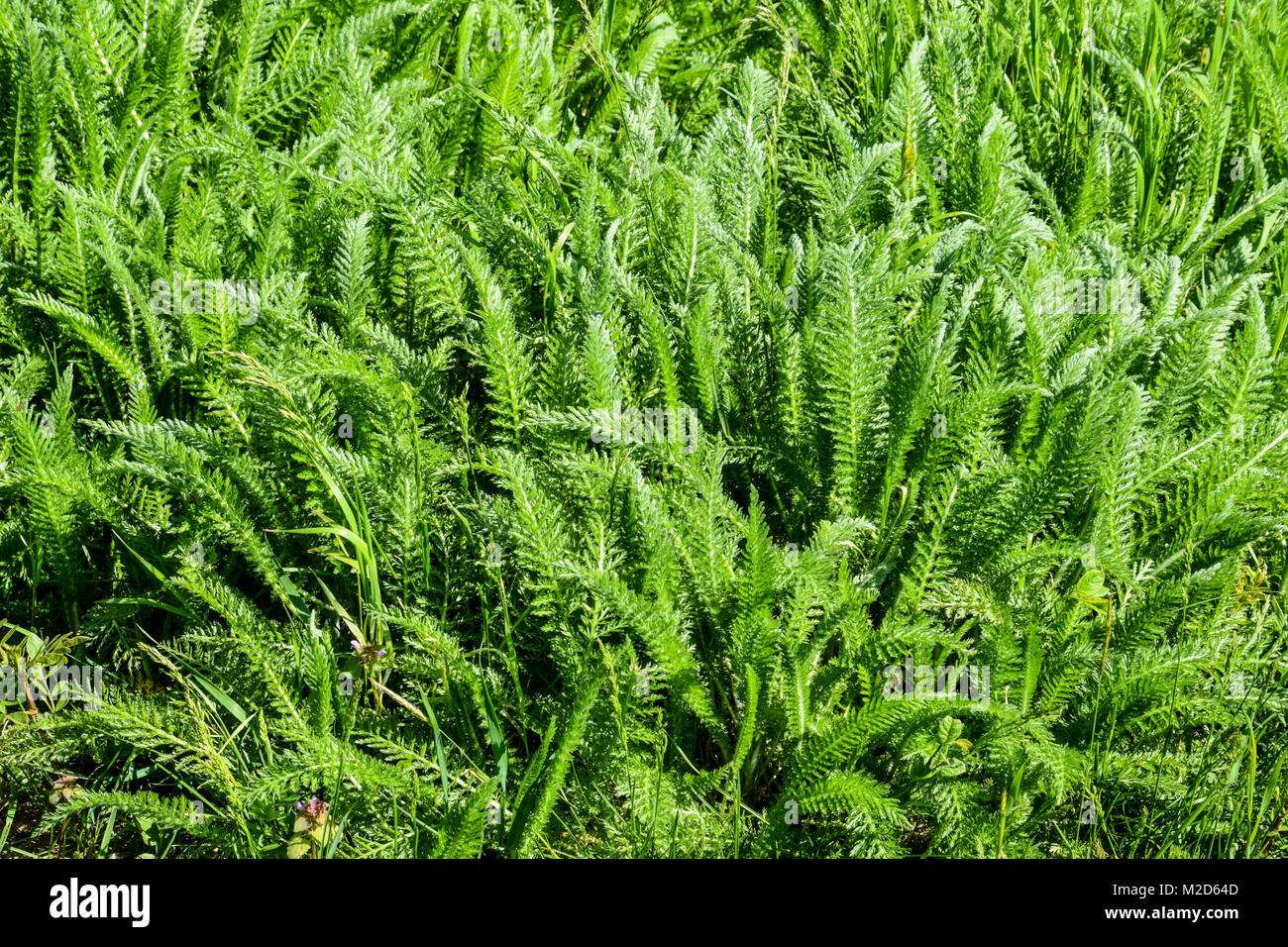 Achillea millefolia spring shoots and leaves of a young plant Stock Photo