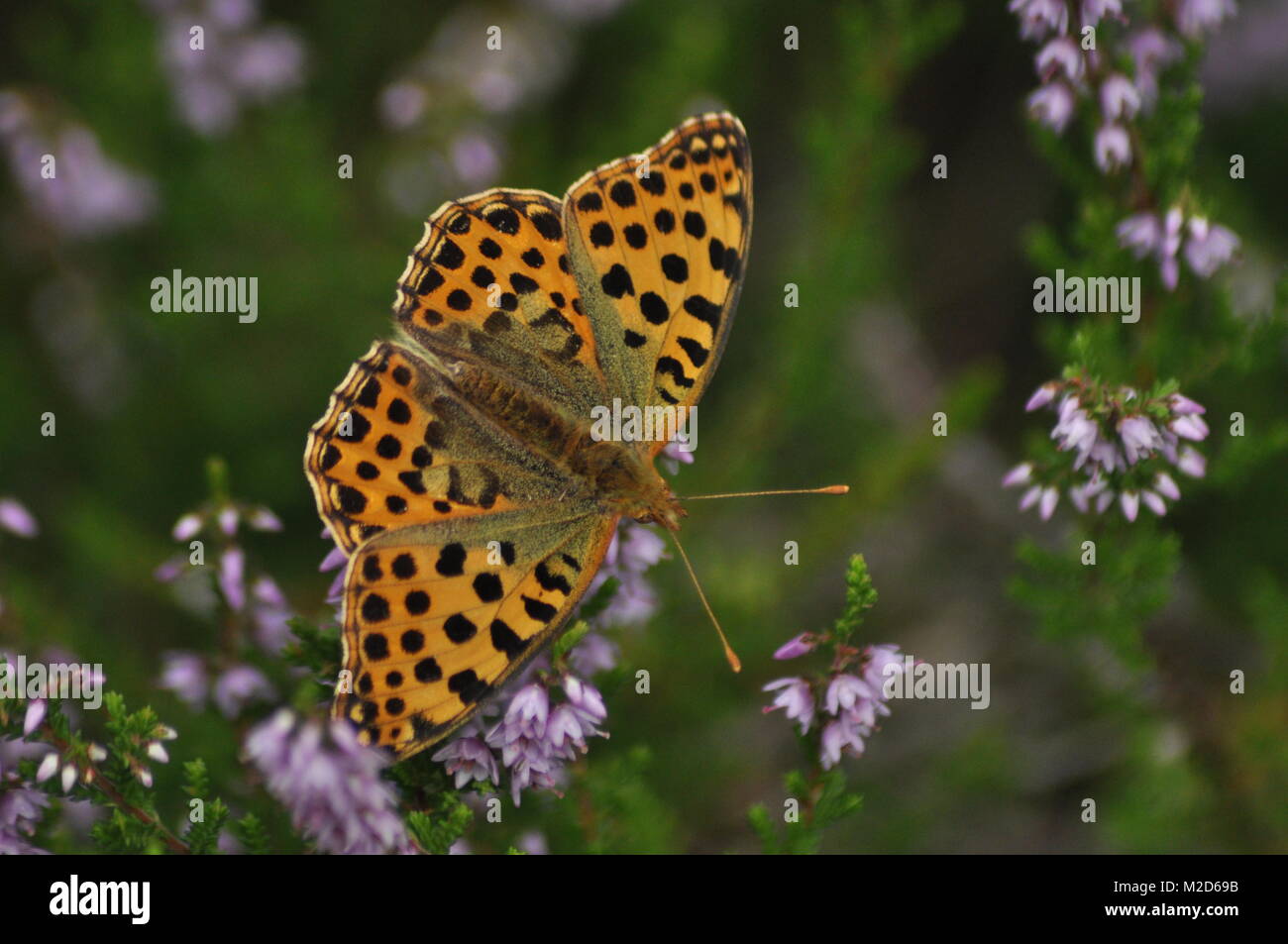 Dark green fritillary butterfly sitting on the heather in the forest. Insect with orange wings with black spots Stock Photo