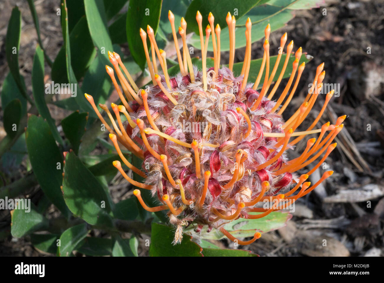Closeup of a magenta and orange Protea (Sugarbush) bloom Stock Photo
