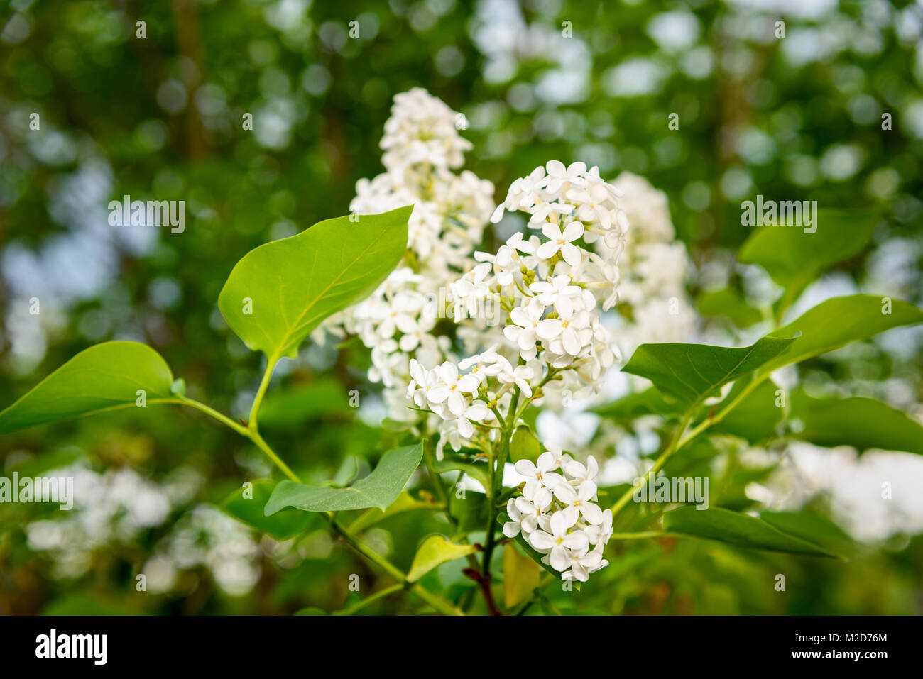 White lilac flower at the garden in spring Stock Photo - Alamy