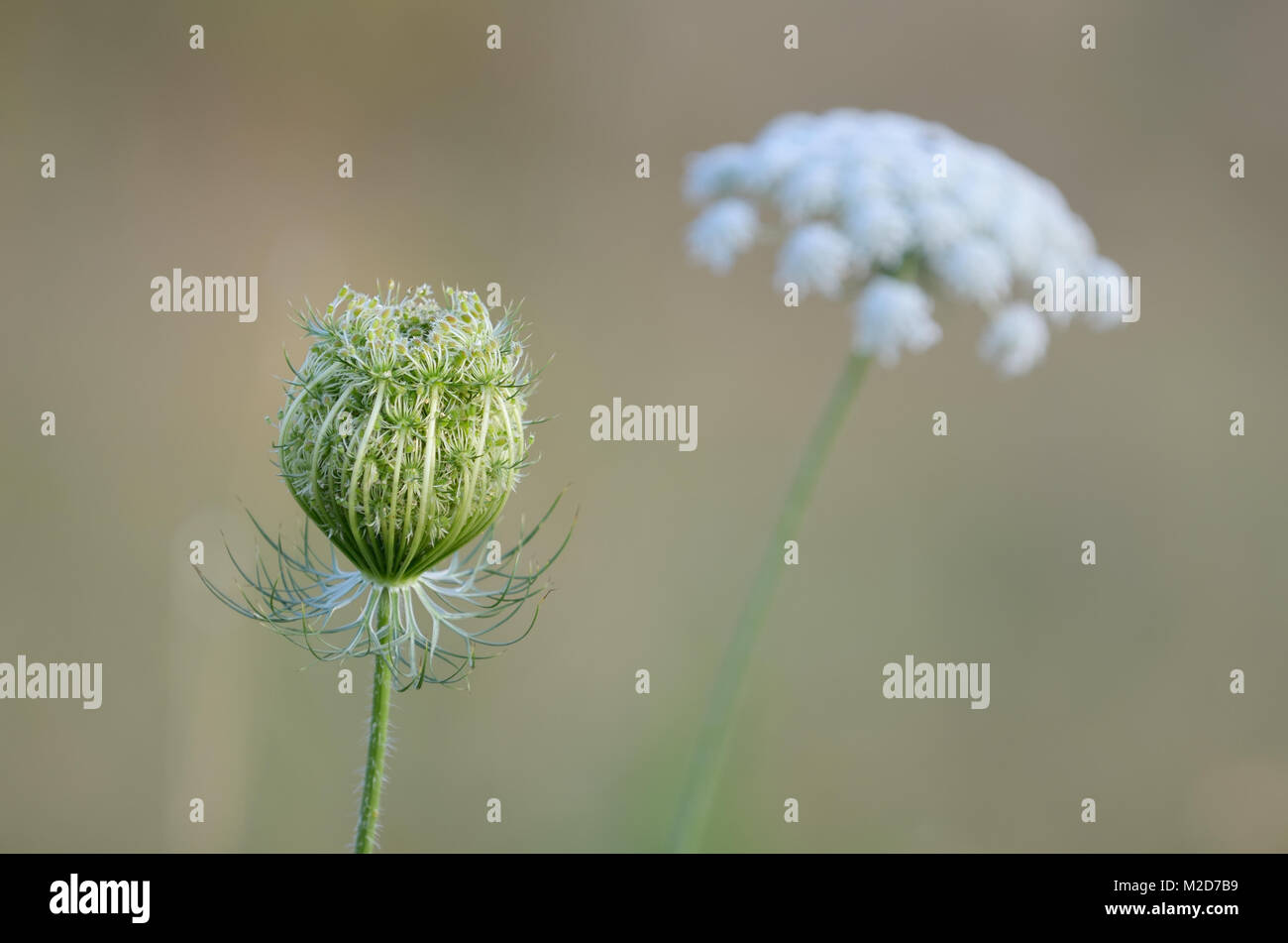 A white flower umbel pod is ready for open. Stock Photo