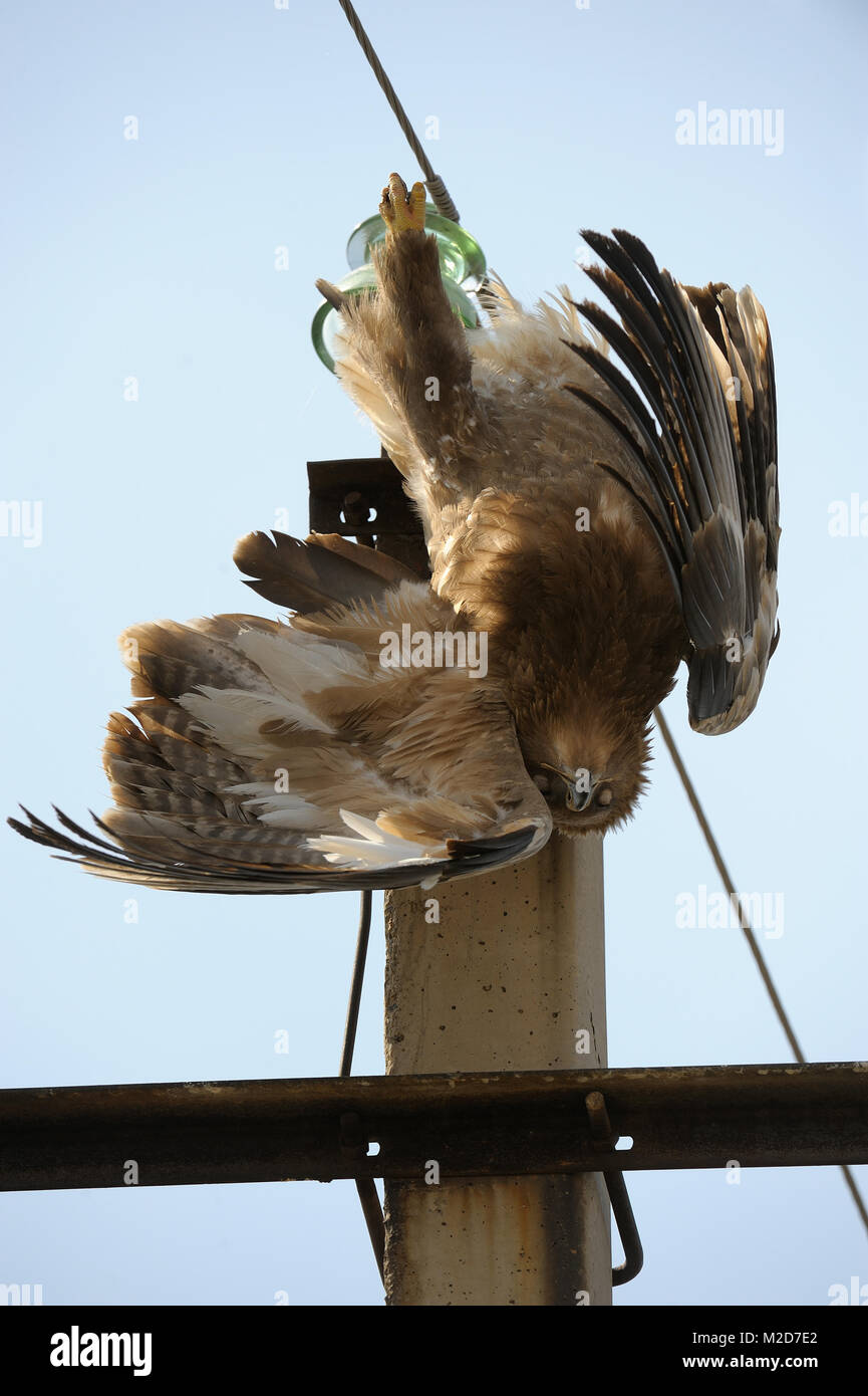 The steppe eagle accidently killed by electrical shock Stock Photo