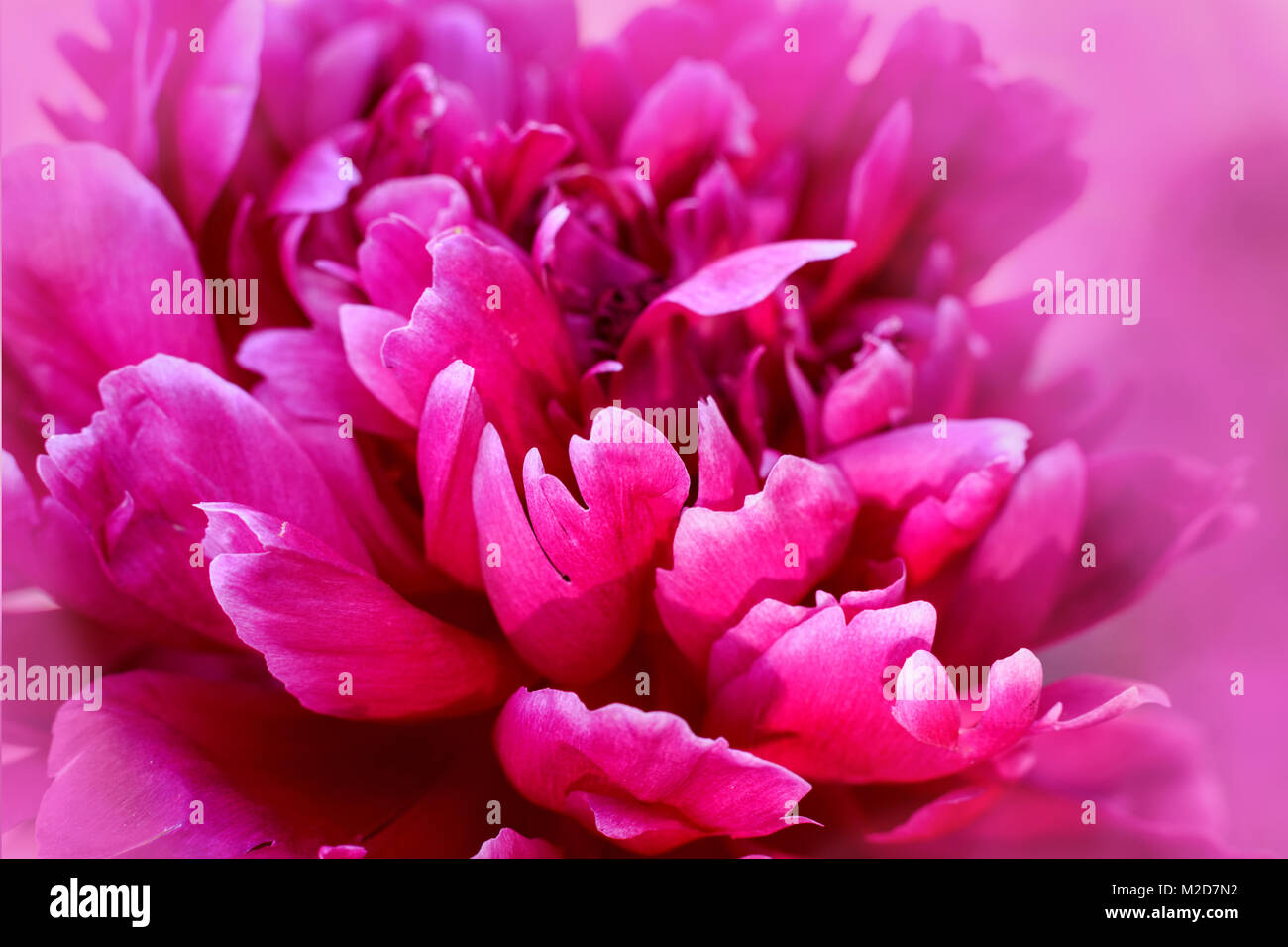 Pink peony close up. Backgrounds. Selectiv focus Stock Photo - Alamy