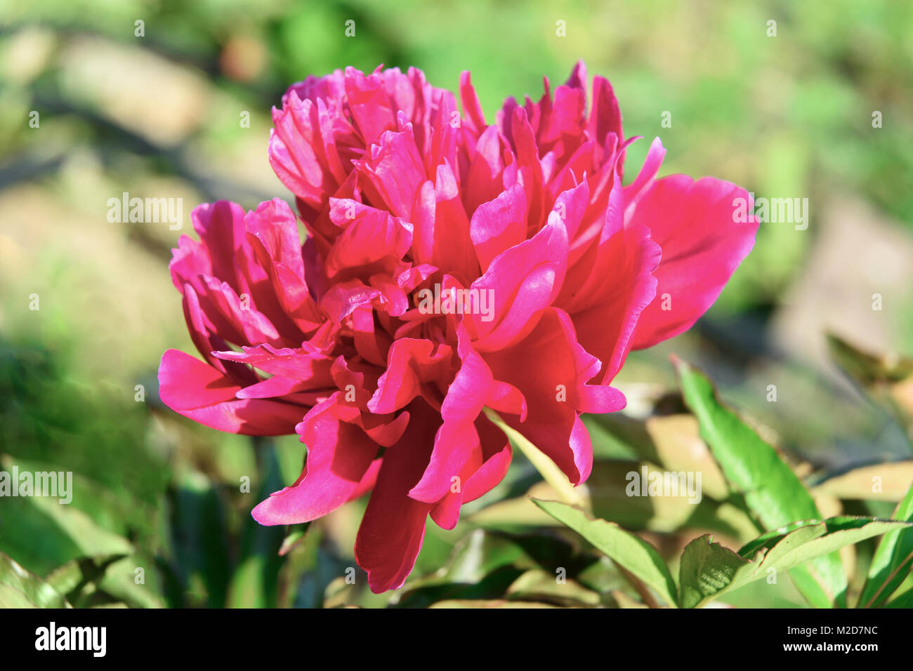 Pink peony in the garden Stock Photo - Alamy