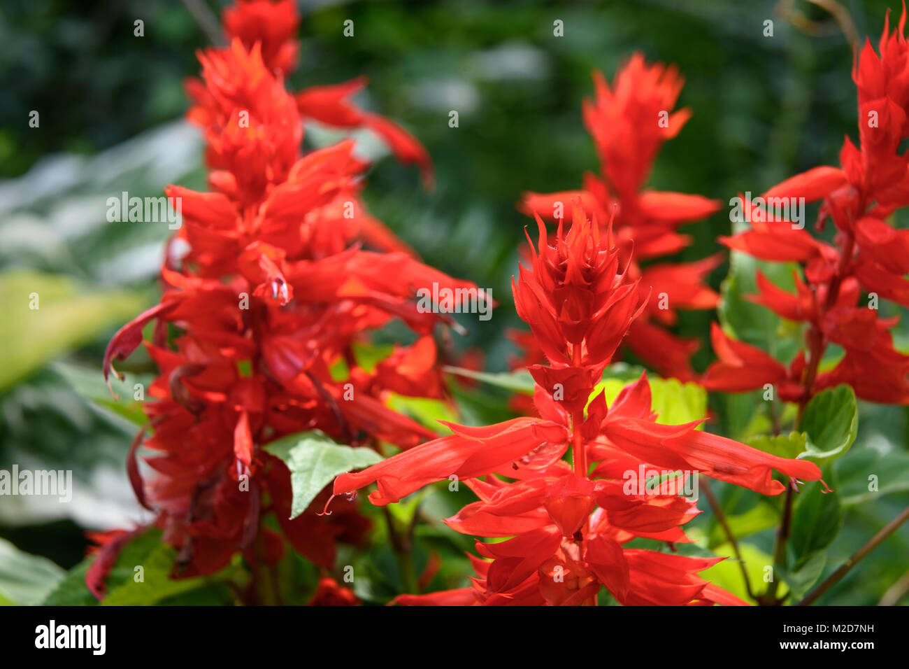 Red Salvia splendens flowers in the garden Stock Photo