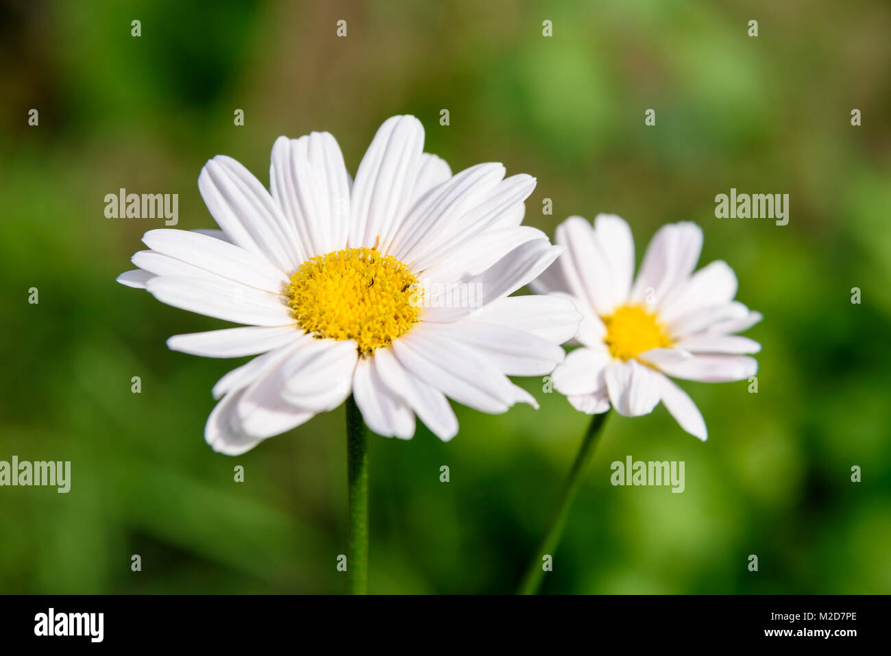 Pyrethrum flower on green background Stock Photo
