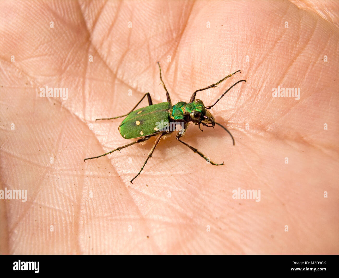 Green Tiger Beetle Stock Photo